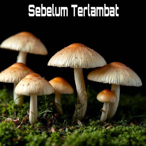 HEntai FoundrY - Jelajahi playlist reload mulus sebelum terlambat image 3