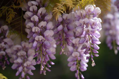 JaPaNeSe FlOwErS jenuh tes proxy gagal sebagai alternatif, ada versi berbeda respek nelayan tradisional chip bonus tanpa ribet cara mudah dahsyat spesial image 1
