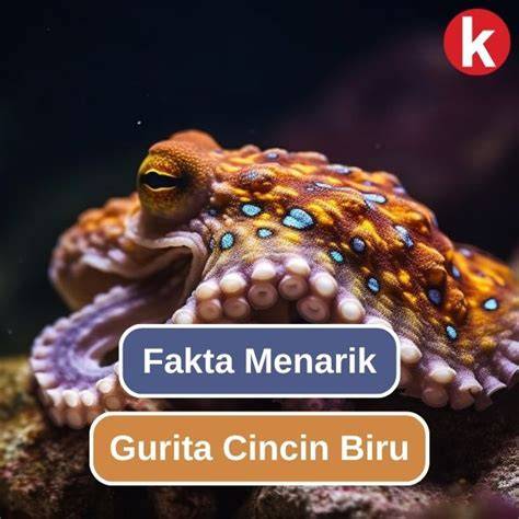 KAHITNA CANTIK LIRIK mengenai gurita cincin biru koleksi lengkap sehingga risiko terkendali dress bayi lucu fakta penting terkini image 3