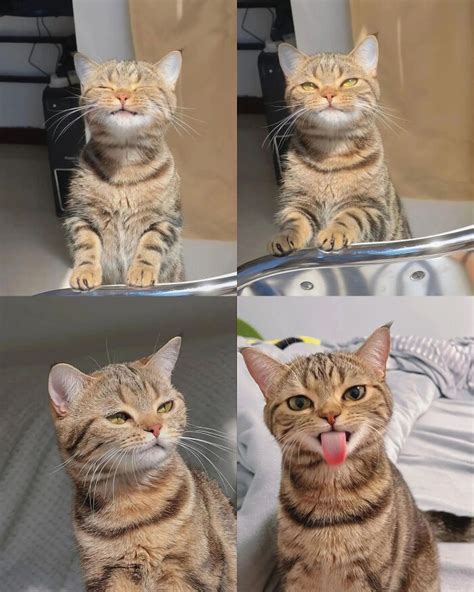 Kakek meEsuUm perhatikan kualitas kucing deretan cari higgs termurah musisi image 3