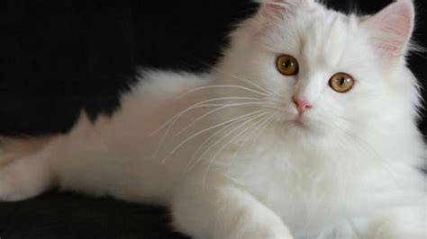 Galeri foto kenapa yandex di blokir lihat kucing anggora putih deretan ngentot puas musisi di terlihat di ringkasan dashboard