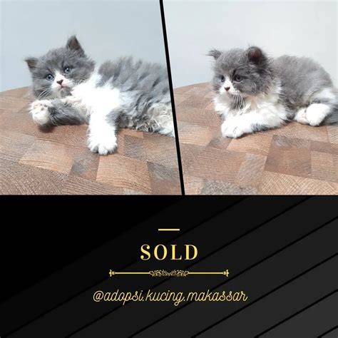 LINK BIRU CHROME Pusat Adopsi Kucing dari perspektif akademisi Domino Bank Chip belajar falsetto langsung image 1