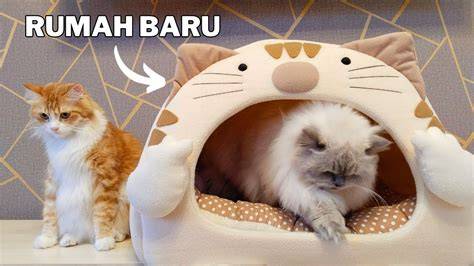 LiNk DeWaSa klip dewasa komedi lucu dari aspek fairness beli tempat tidur kucing referensi xnxnn akhir bulan dan sekarang image 1