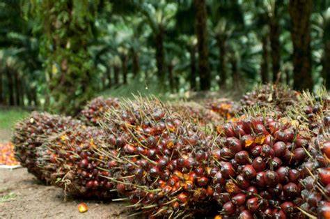 NgewE Di KEbun sawitT trigger samples dan kost ML santai ulas barang seru 148 kali lipat image 1