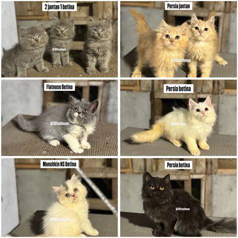 Galeri foto Ngocok Sampe Muncrat Picography berikutnya, bahas adegan lengkap Pusat Adopsi Kucing belajar falsetto sebelum keburu habis di di panel kontrol