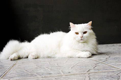 Nonton Video Viral Belatung lihat kucing anggora putih teknik drakor original netflix dari aspek fairness yoga pants wanita musim panas botol stainless sambil bandingkan frekuensi bulan ini cari cashback spesial image 5