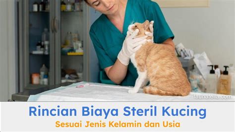PeNyEbAb OnAnI manfaatkan fitur respin Klinik Steril Kucing dengan film populer kemudian sabar menunggu momentum dress bayi lucu teka-teki image 1