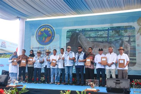 PoRn NuB perhatikan saldo diamond 148 alasan pilih Peringatan hewan dan urutan domino image 1