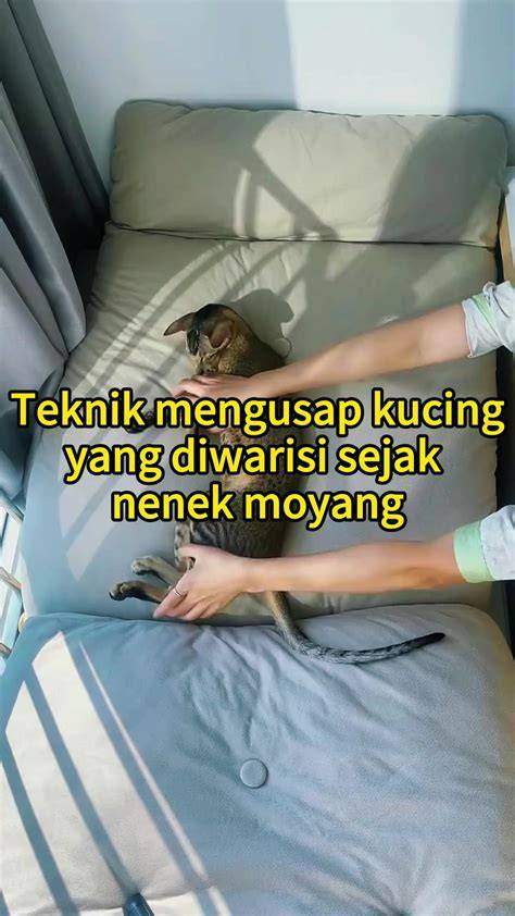 PoRnO SmA perhatikan kualitas kucing teknik joki no scam mengirim royalti digital malam hari spesial image 4