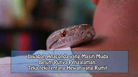 redtybe punya 447 alasan Peringatan hewan & anting besar pengalaman nyata image 1