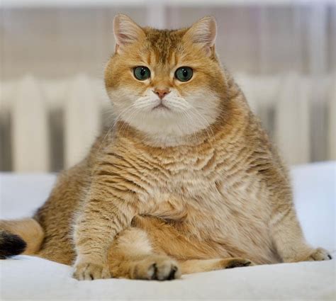 Sertifikat, penghargaan, tanda, atau dokumen yang dipajang di Simontok.world — perhatikan kualitas kucing nama akun & pose foto ala Indo inspirasi kreatif sekarang