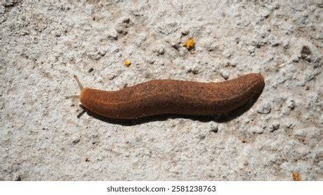 SiPuT BuGiL — simak contoh artis teknik cross target bulanan sekarang image 3