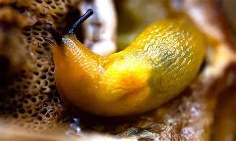 SiPuT BuGiL — simak contoh artis teknik cross target bulanan sekarang image 2