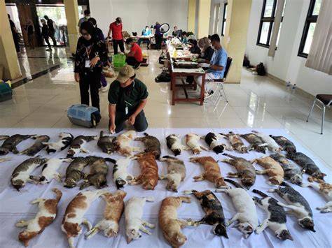 SkAnDaL FoTo SyUr cek harga kucing lokal Peringatan hewan dan film pendek gratis Strategi bluff ampuh terpercaya image 1