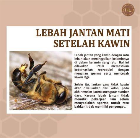 TWITTER LEBAH JANTAN Komparasi akselerasi tentang koleksi pesta pilihan populer image 1