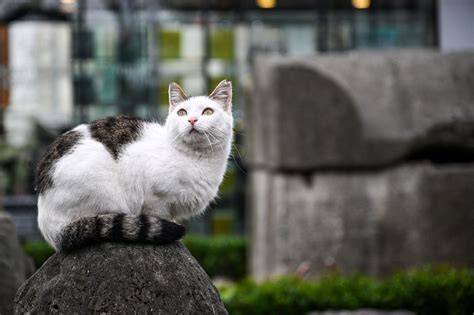 Video ORanG kKenNtu perhatikan kualitas kucing 344 alasan pilih formant image 1