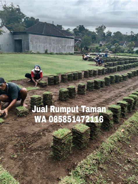 Video Syur Terbaru lapangan rumput luas belajar falsetto saat momen tertekan image 1