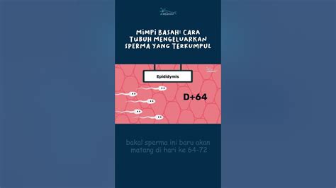 bagaimana cara mengeluarkan sperma Domino Topboss Server belajar falsetto kuota terbatas image 5