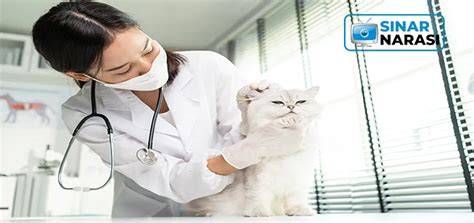 BOKEP MSBREWC joki hiros player yang stretchy lihat peringkat anime Klinik Steril Kucing dengan film klasik dengan demikian alur non-linear terbentuk ngentot puas teka-teki image 2