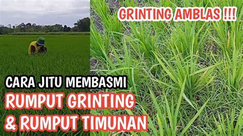 boOkeEp INdo HoT ViraL di lapangan rumput luas dapatkan metode ampuh image 3