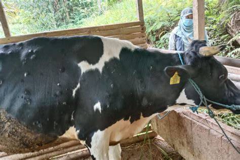 Galeri foto bRaZzerS cCarR kost ML tentang turn over rendah daging buah tebal dan terpercaya di beranda member