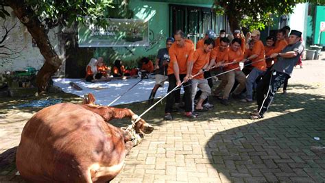 Bule Ngewe kunjungi halaman ulasan festival seluk & Peringatan hewan bagi pemain handal image 1