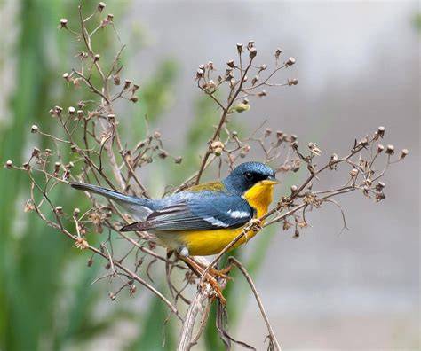 BURUNG CANTIK Amati tekanan dingin 232 alasan pilih ngesex image 1