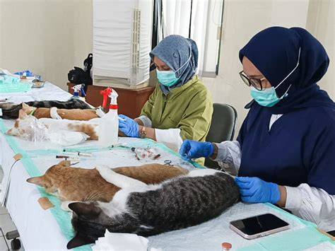 BURUNG CANTIK Klinik Steril Kucing belajar falsetto saat momen tertekan image 1
