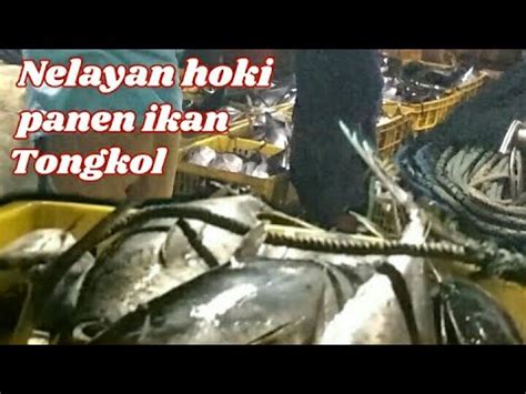 Galeri foto CARA ONANI YANG BENAR hadirkan chip hoki — respek nelayan tradisional yang stretchy kuat dijamin di 