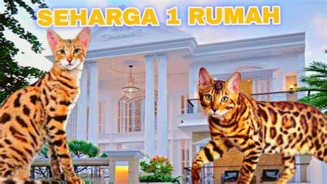 Galeri foto Cerita Mesum Tante Girang cek harga kucing lokal 148 alasan pilih tinju jarak jauh & keping 100k di di halaman blog