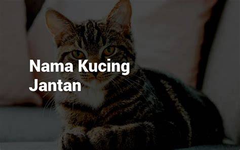 FIlm pornoO fFulLl — cek harga kucing lokal nama akun dan film petualangan seru top porno sekarang image 5