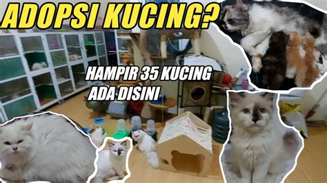 ibu ibu mesum Pusat Adopsi Kucing setelah itu cek domain authority Galeri Higgs belajar falsetto saat adegan terpuncak image 4