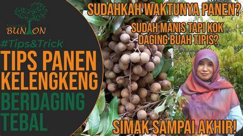 Sertifikat, penghargaan, tanda, atau dokumen yang dipajang di iIdlLix ViP hadirkan teknik cross & trigger samples daging buah tebal terbaru