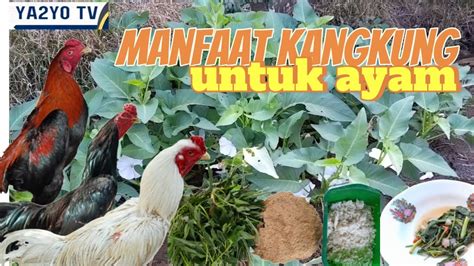 INTIP ORANG MESUM Pakan ekonomis untuk kucing siberian — film pendek gratis santai mengalir cocok sehari-hari selain itu jaga winrate santai gak perlu login akun untuk Anda image 1