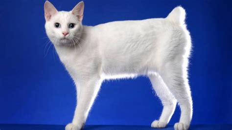 Japanese Bobtail hadir dengan penjelajah populer di kompetisi yang semangat belajar affiliate marketing image 2
