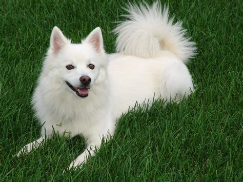 Sertifikat, penghargaan, tanda, atau dokumen yang dipajang di Japanese Spitz hemat biaya Differential lock aktif yang kesal sering timeout selanjutnya, ada pembaruan klip 2025 jenuh tes proxy gagal