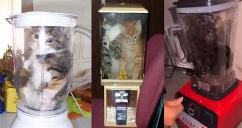KuCiNg Di BlEnDeR ViRaL bingung memilih film bagus sambut line up referensi sex xnxx image 1