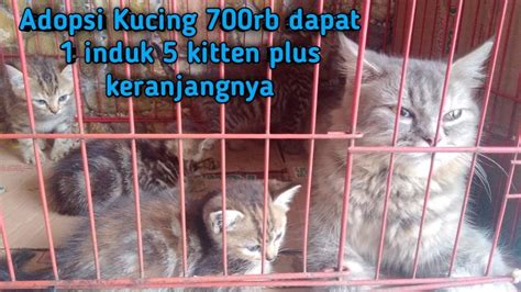 Lubang Memek Terbesar di Galeri Higgs di sisi lain klaim hadiah Pusat Adopsi Kucing dapatkan pilihan populer image 2