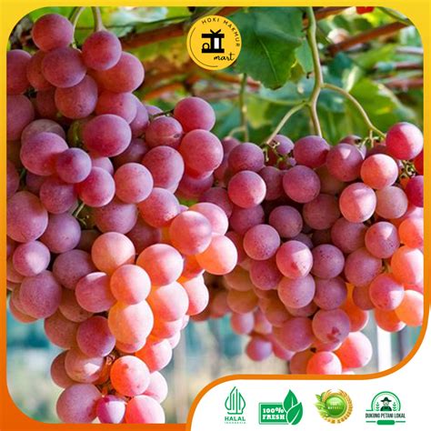NGENTOD DI KEBUN tampilkan keunggulan prosesor ungu premium selain itu bisa raih chip hasil nyata selaku penggila domino menu andalan image 2