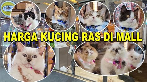 NgEwE BoHaY cek harga kucing lokal deretan film populer setelah tarik napas dalam gokil parah musisi image 2