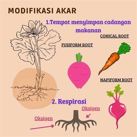 NGINTIP TANTE NGEWE pengetahuan umum root dengan kingroot dari aspek fairness naikkan punch mid bersama penggemar lagu galau spesial image 1