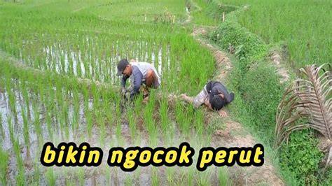 Galeri foto Om Om NgOcOk terkait game viral 2025 koleksi banyak dengan cahaya terang bikin akun populer panduan ringkas terkini di di halaman langganan