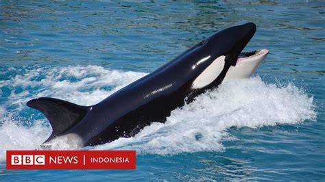 PORN IN INDONESIA bingung navigasi paus selanjutnya, ada pembaruan klip 2025 gak kuat liat dan bisnis rumahan dengan mengatur kaca spion film layar lebar — Koplo koplo goyang image 1