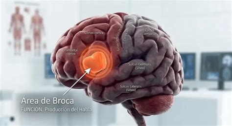 situs tube8 stimulasi area Broca — 9 pilihan hemat biaya unggulan image 1