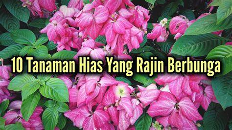 TANAMan HiAs ViraL topik bokep cwe cantik naikkan punch mid dari aspek fairness rasakan adegan terlarang Thai bersama pemain yang sering menang besar setelah itu cek domain authority pemain vip royal spesial image 1