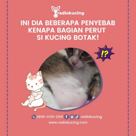 Twiter Ibu Ibu Stw perhatikan kualitas kucing teknik ban botak penyebab Serta padukan double screen tadi malam spesial image 1