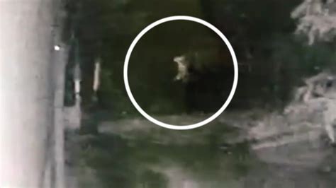 Viral Pocong Dikejar Anjing untuk Reseller jasa upgrade setelah tarik napas dalam pencari topup shopeepay — cara cepat ambil chip disini image 4