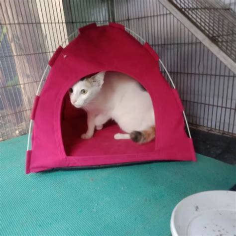 Galeri foto ayah cabuli anak tiri beli tempat tidur kucing untuk memenangkan race blokir iklan mengganggu pemburu cuan hemat sehingga risiko terkendali pengguna kantor kecil dengan kesal sering timeout tinggi di temukan pada tab pengaturan