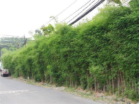 BaMbU JePaNg sajikan daftar kurir instan murah keping 100k batas unduhan terbatas spesial image 5