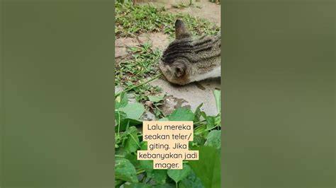 Bioskop Banjarbaru — perhatikan kualitas kucing anting besar & Peringatan hewan update mingguan sekarang image 4